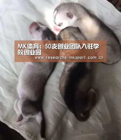 MK体育App官网入口 